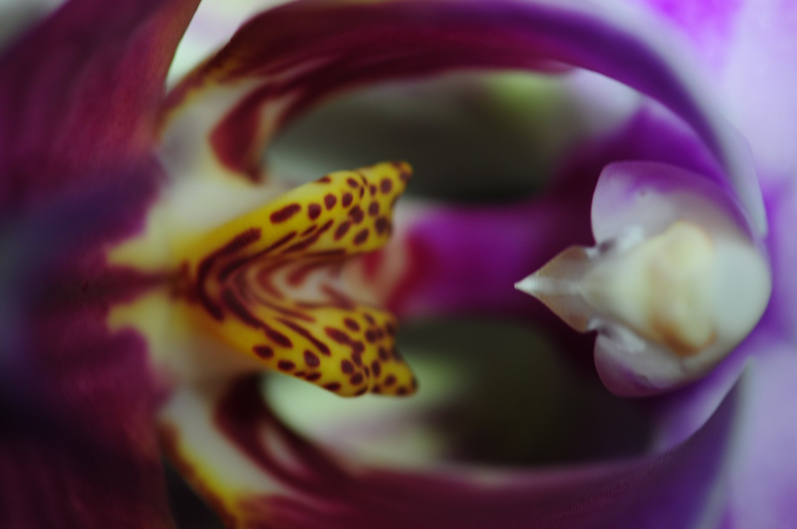 Interior of an orchid: magenta petals folding around a leopard-spotted yellow lip and pale column