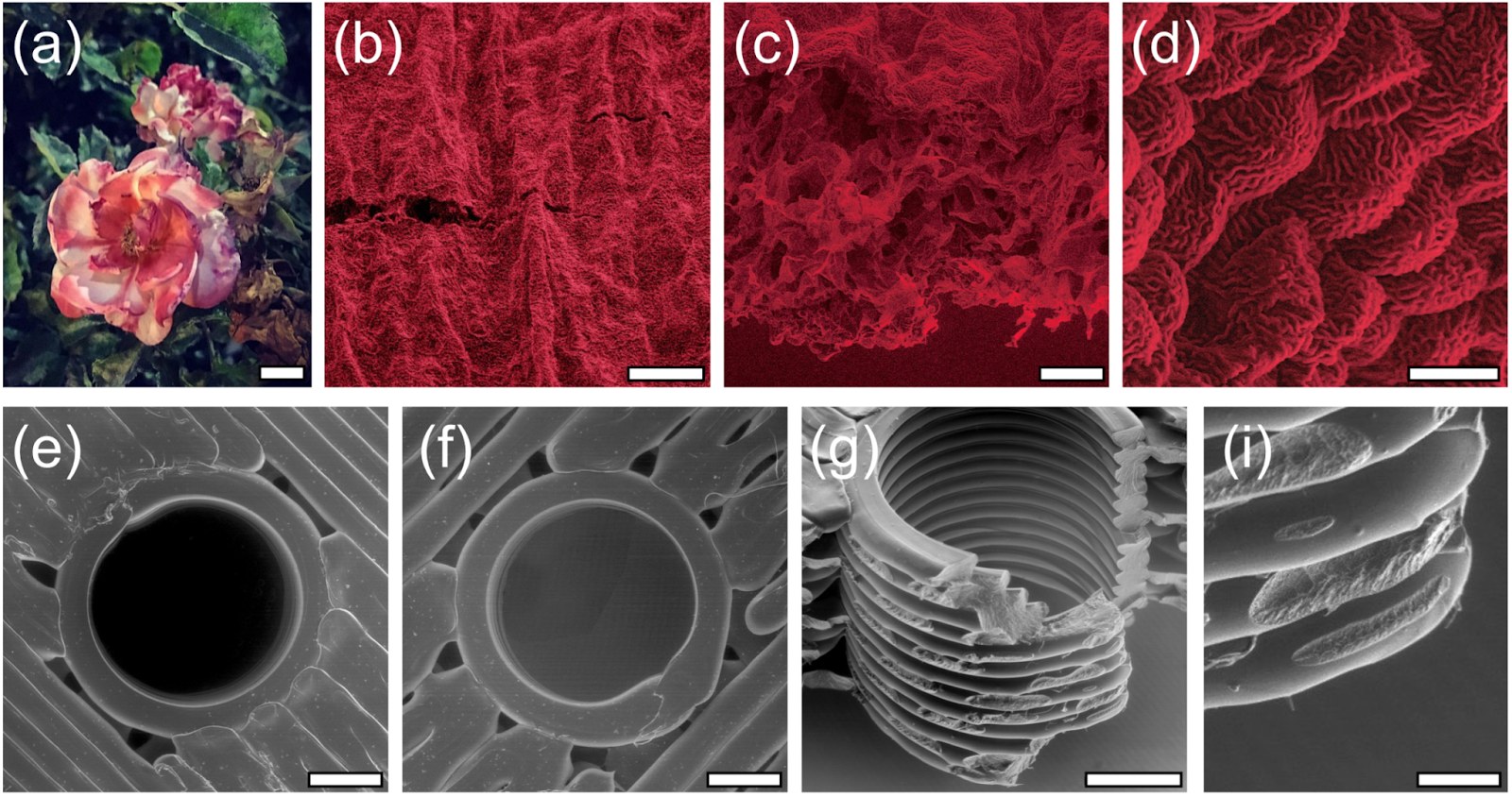 Combined figure: rose photograph beside colorized scanning-electron micrographs of its petal, and grayscale micrographs of 3D-printed ABS rasters and fracture surfaces