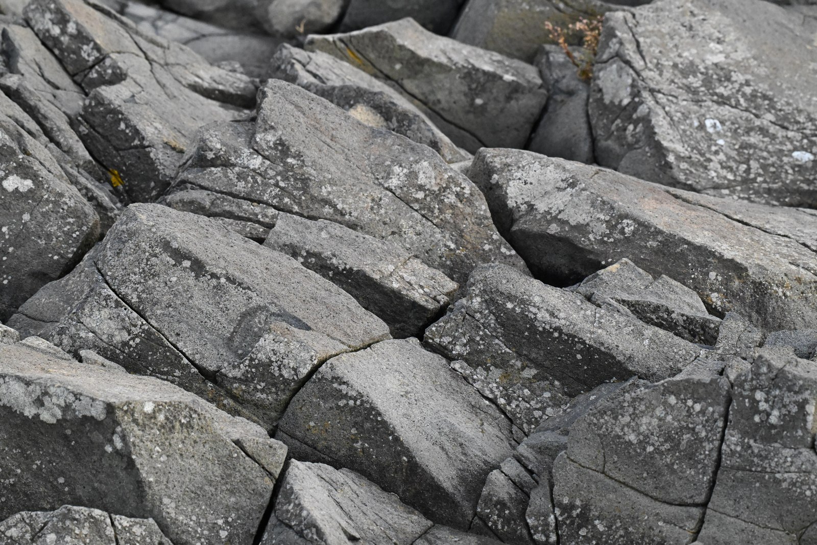 Jointed coastal rock pavement broken into angular blocks, Sinop