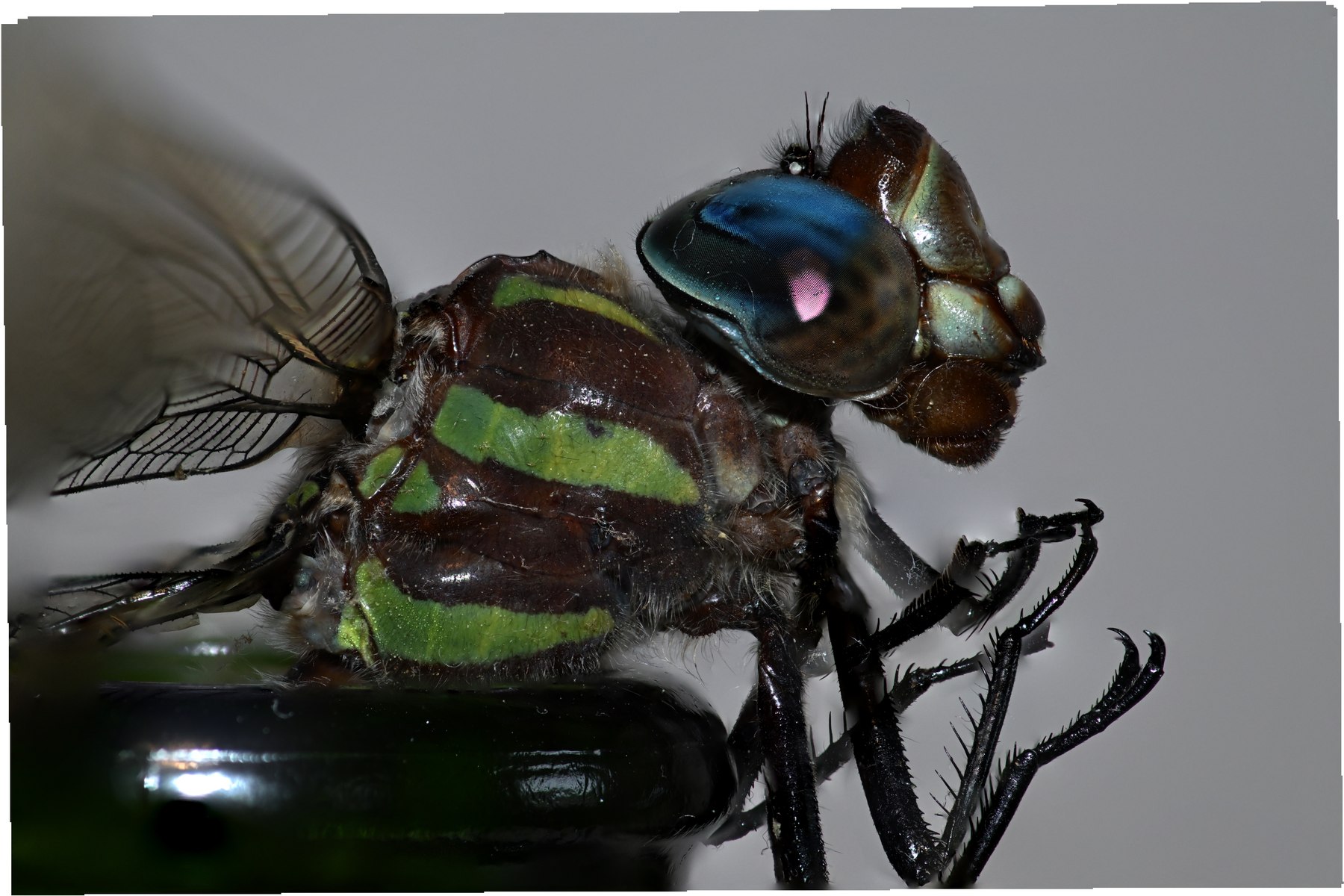 Dragonfly with patterned wings at close range